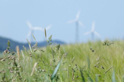 Ausschuss für Umwelt, Energie, Naturschutz und Forsten