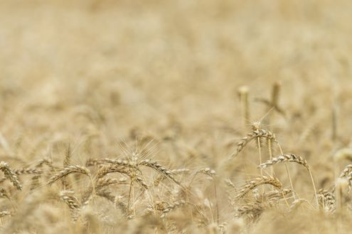 Siegerkrone aus Willerstedt