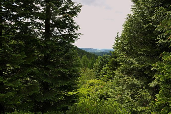 Bäume im Thüringer Wald