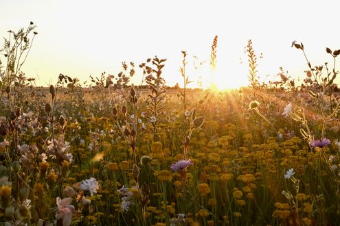 Lebensräume für Bienen, Schmetterlinge und Co.
